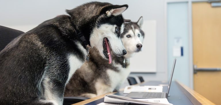 Getting Started with HuskyCT | Educational Technologies